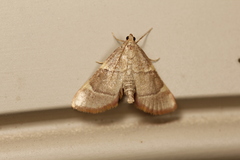 Hypsopygia binodulalis