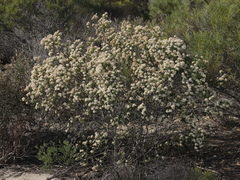 Pomaderris obcordata