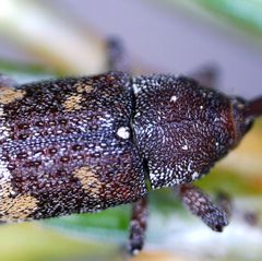Pissodes castaneus