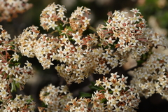 Pomaderris obcordata