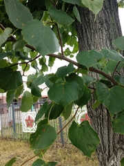 Tilia cordata