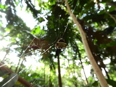 Gasteracantha cancriformis