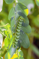 Polyura hebe plautus