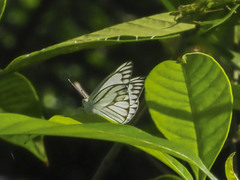Appias libythea olferna