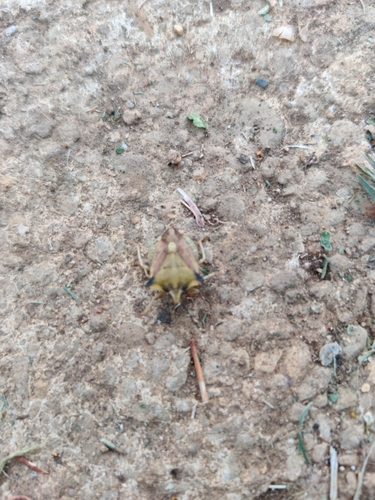Carpocoris fuscispinus