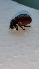 Chrysolina polita