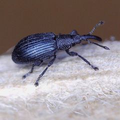 Ceratapion gibbirostre