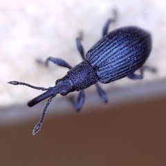 Ceratapion gibbirostre