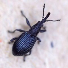 Ceratapion gibbirostre