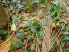 Gasteracantha cancriformis