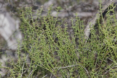Acacia nyssophylla