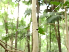 Gasteracantha cancriformis