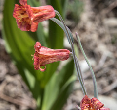 Fritillaria recurva