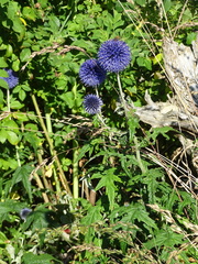 Echinops ritro