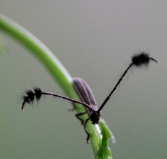 Eucomatocera vittata