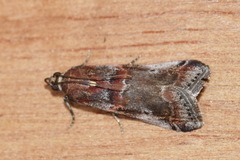 Acrobasis suavella