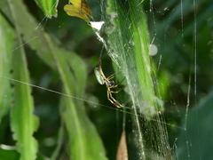Trichonephila clavipes