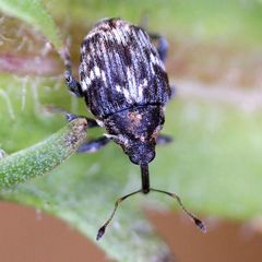 Microplontus campestris