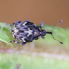 Microplontus campestris