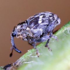 Microplontus campestris