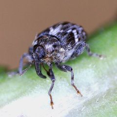 Microplontus campestris