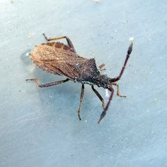 Coriomeris denticulatus