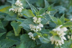 Lamium album