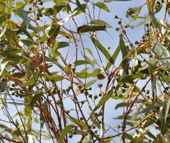 Eucalyptus albida