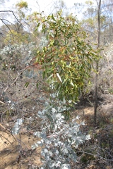 Eucalyptus albida