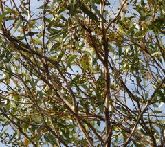 Eucalyptus albida