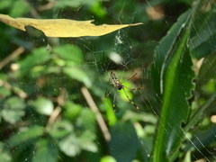 Trichonephila clavipes