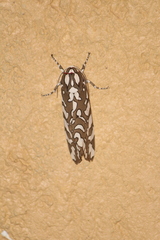 Arachnis dilecta