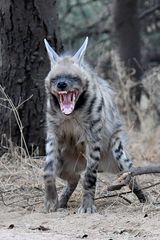 Hyaena hyaena