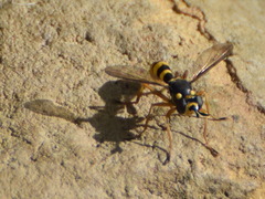 Conopini