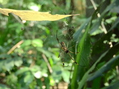 Trichonephila clavipes