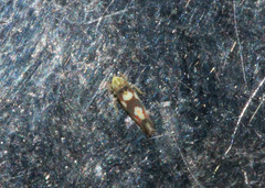 Erythroneura elegans