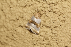 Schinia chryselloides