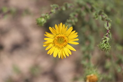 Grindelia subdecurrens