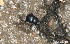 Phelotrupes auratus