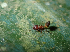 Crematogaster castanea castanea