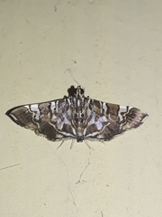 Chabula acamasalis