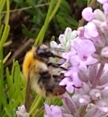 Bombus pascuorum