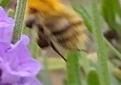Bombus pascuorum