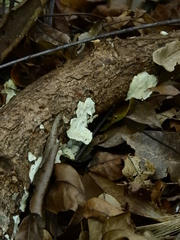 Fungi