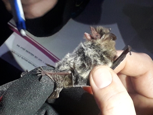 Cryptic Myotis