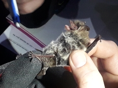 Myotis crypticus