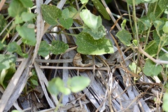 Trachylepis planifrons