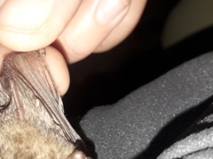 Myotis crypticus