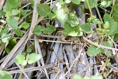 Trachylepis planifrons