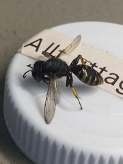 Ectemnius borealis